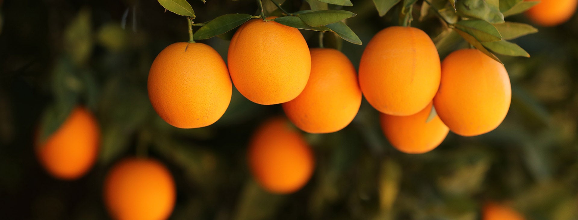 UCR Oranges